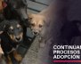 Adopción virtual