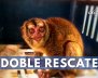 rescata-monos