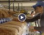 Feria Agroalimentaria