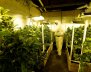 Gardener Joaquin Fonseca checks marijuana plants in an indoor plantation of a marijuana's smokers club on the outskirts of Montevideo