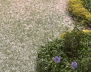 Granizada