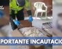 Policía incautó 31 kilos de marihuana en El Dorado