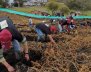 Cultivo de Papa