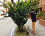 Compostaje y reciclaje para árboles