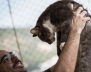 Animales adopción