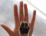 Perro