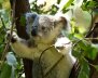 koala-74908_960_720