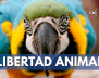 Libertad Animal