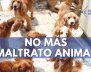maltratoanimal-min