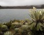 Páramo con cuerpos de agua, rodeado de frailejones