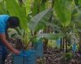Campesino cultivando
