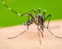 Mosquito 