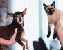 Un perro y un gato mirando fijamente a la cámara