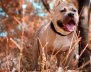 Perro de raza pitbull