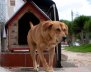 Perro saliendo de una casa pequeña