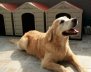 Perro de color amarillo quemado recostado en el piso.