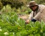 Campesinos Bogotá