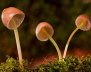 Hongos - Pixabay