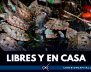811 tortugas matamata fueron liberadas en los Llanos Orientales