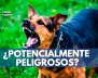 ¿Potencialmente-peligrosos-