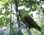 37 animales regresaron a la vida silvestre