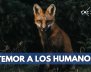¿TEMOR-A-LOS-HUMANOS--