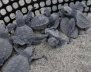 Tortugas