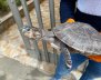 tortuga-en-bogota