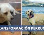 Transformación-perruna