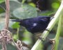 Avistamiento de aves
