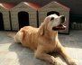 Gran jornada de vacunación para perros y gatos