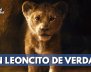 trailer-el-rey-leon
