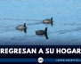 ave-regresan-a.humedal