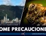 ataques-abejas-bogota