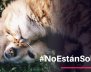 Campaña para acoger animales durante la cuarentena