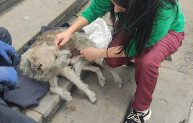 Rescate de Lila