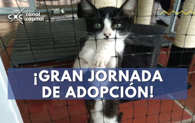 adopción