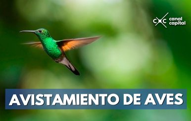 AVISTAMIENTO-DE-AVES