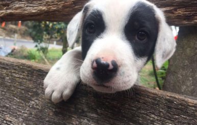 cachorro