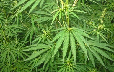 Cannabis_01_bgiu