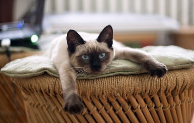 cat-882049_960_720