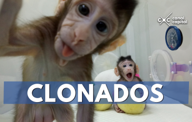 clonados
