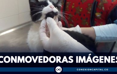 CONMOVEDORAS-IMÁGENES