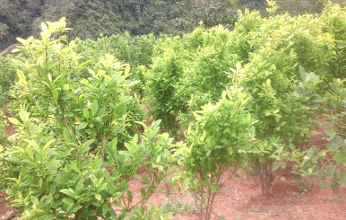 Cultivo de coca/Imagen: Kien y Ke