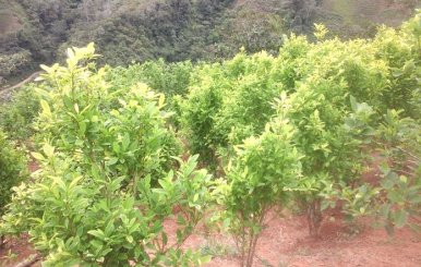 Cultivos_de_la_planta_de_coca_al_fondo_un_bosque_premontano-696x522