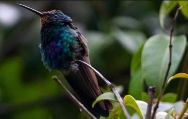 Naturaleza