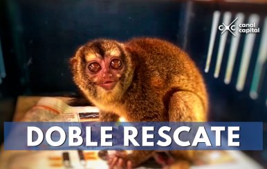 rescata-monos