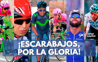 ¡Escarabajos, por la gloria!