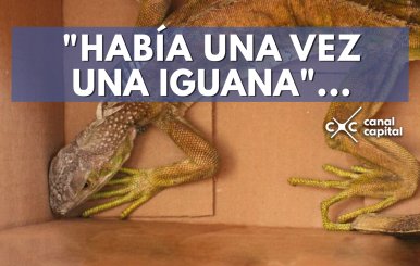 iguana