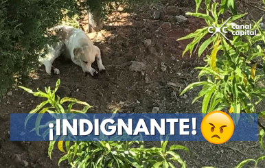 perro maltratado